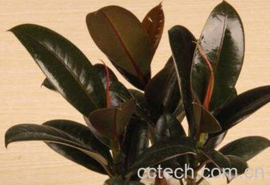 黑金刚怎么扦插 黑金刚的扦插方法技巧-0