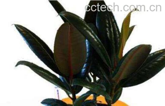 黑金刚怎么摘心分枝 养殖黑金刚的注意事项-0