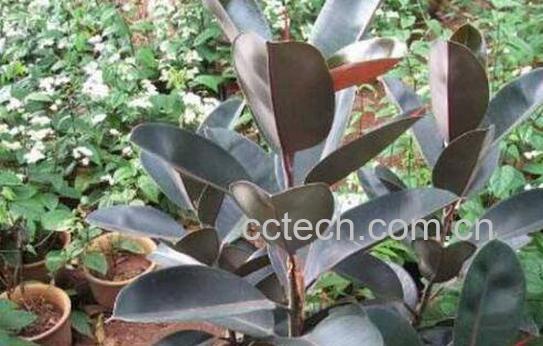 黑金刚怎么摘心分枝 养殖黑金刚的注意事项-1