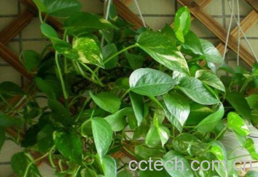 大叶绿萝的养殖方法和注意事项-1