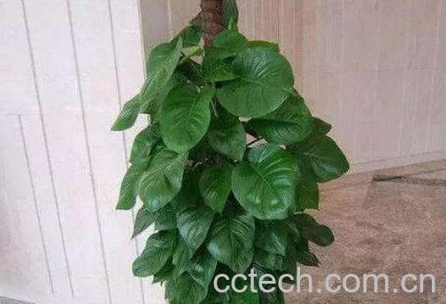 大叶绿萝的养殖方法和注意事项-0