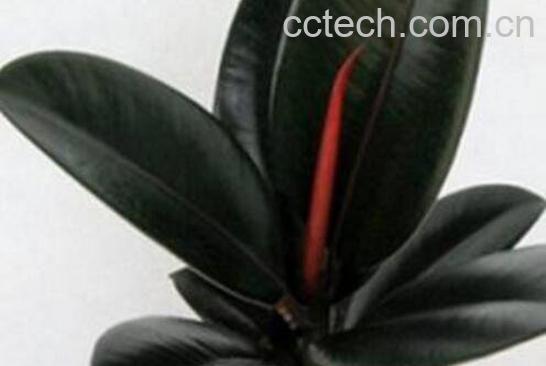 黑金刚怎么养 黑金刚的养殖方法和注意事项-1