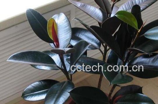 黑金刚怎么养 黑金刚的养殖方法和注意事项-0