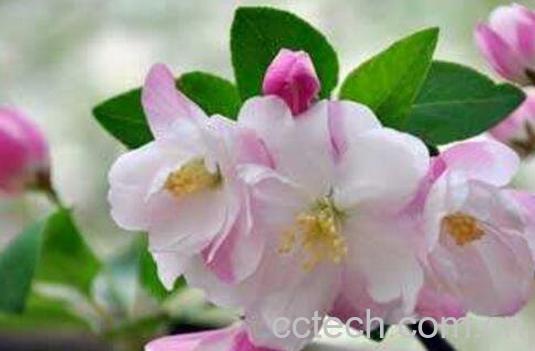 海棠花的养殖方法和注意事项 -0