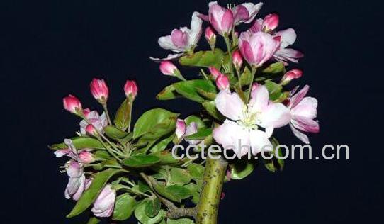 海棠花的养殖方法和注意事项 -1