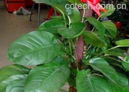 大叶绿萝如何修剪-0