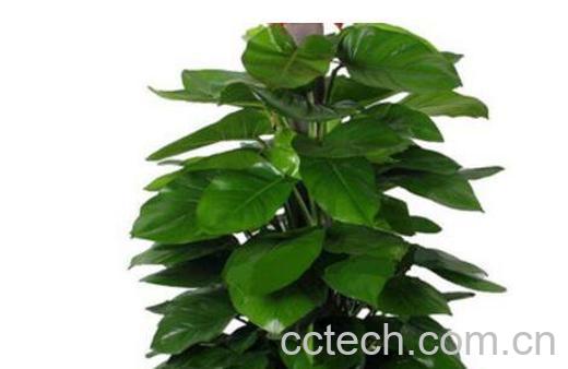 大叶绿萝如何修剪-1