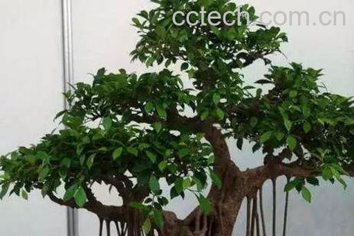 榕树盆景怎么养 养殖榕树盆景的注意事项-0