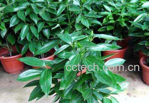 平安树如何养 平安树的养殖方法和注意事项 -0