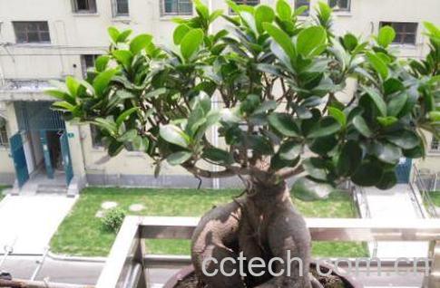 榕树盆景怎么养 养殖榕树盆景的注意事项-1