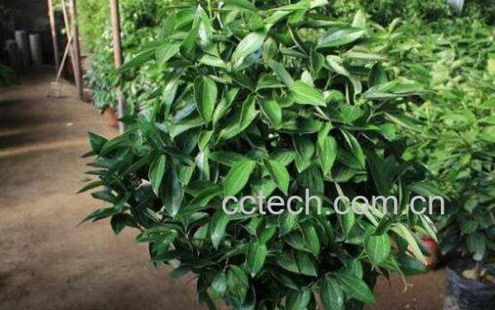 平安树如何养 平安树的养殖方法和注意事项 -1