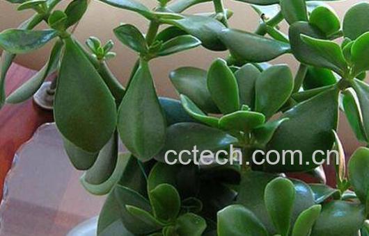 玉树如何养 玉树的养殖方法和注意事项 -1