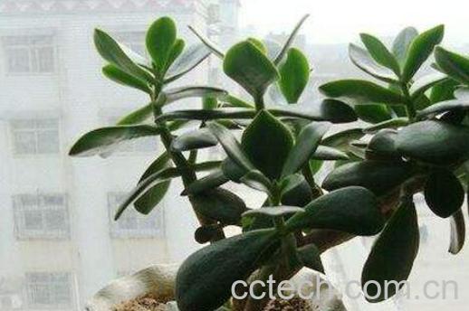 玉树如何养 玉树的养殖方法和注意事项 -0