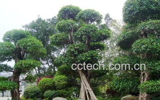 榕树如何养 榕树的养殖方法和注意事项-0