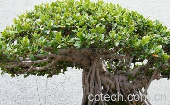 榕树如何养 榕树的养殖方法和注意事项-1