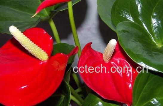 红掌如何养 红掌的养殖方法和注意事项 -1