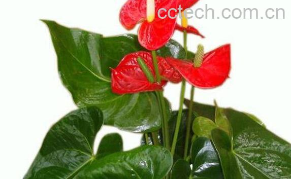红掌如何养 红掌的养殖方法和注意事项 -0