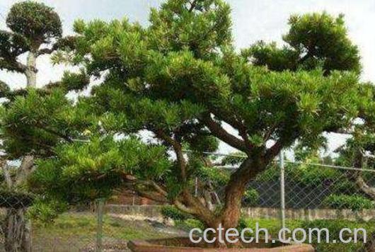 罗汉松怎么养 罗汉松的养殖方法和注意事项-0