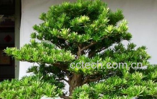 罗汉松怎么养 罗汉松的养殖方法和注意事项-1