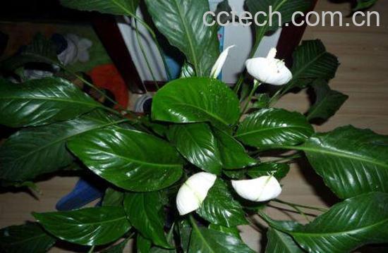 一帆风顺如何养 一帆风顺的养殖方法和注意事项-0