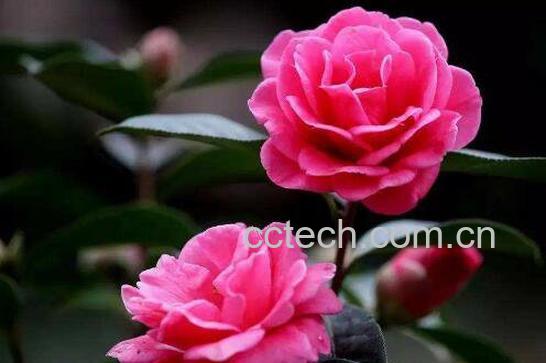 山茶花如何养 山茶花的养殖方法和注意事项-0