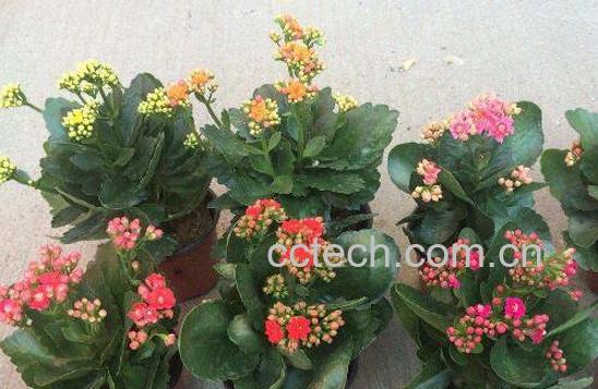 长寿花如何养 长寿花的养殖方法和注意事项-1