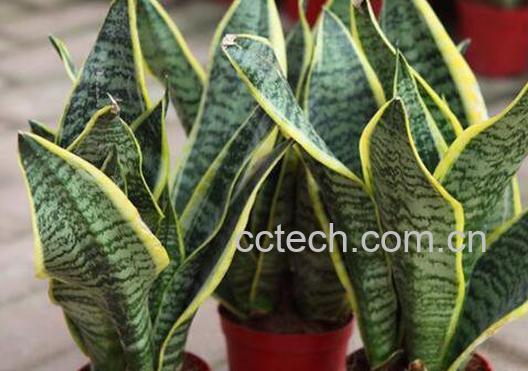 虎皮兰如何养 虎皮兰的养殖方法和注意事项 -1