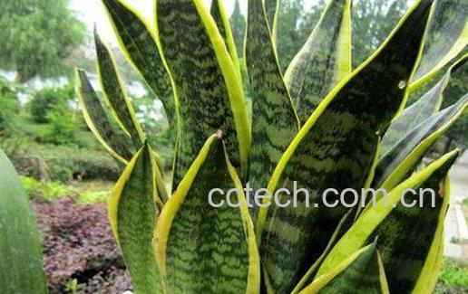 虎皮兰如何养 虎皮兰的养殖方法和注意事项 -0