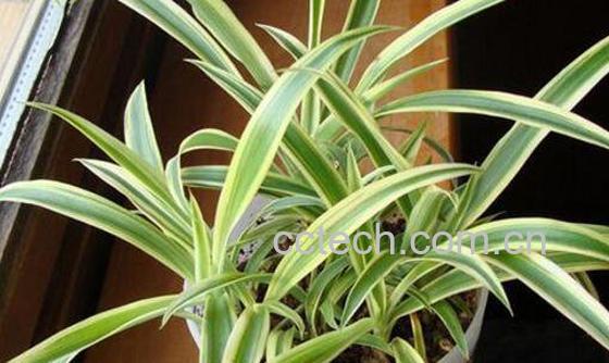 吊兰如何养 吊兰的养殖方法和注意事项 -1