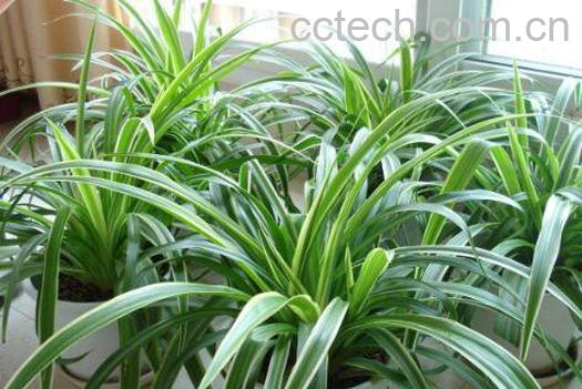 吊兰如何养 吊兰的养殖方法和注意事项 -0