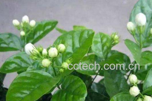 栀子花如何养 养殖栀子花的方法与注意事项-1