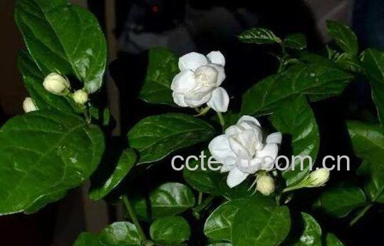 栀子花如何养 养殖栀子花的方法与注意事项-0