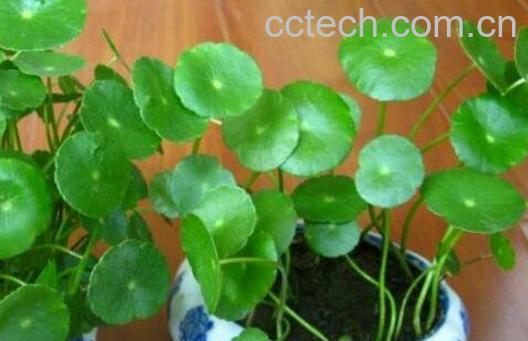 铜钱草怎么养 铜钱草的养殖方法技巧-1