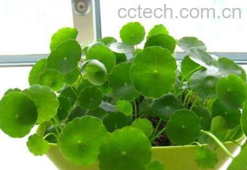 铜钱草怎么养 铜钱草的养殖方法技巧-0