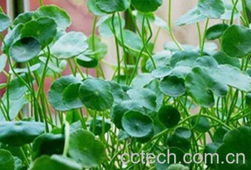 金钱草怎么养殖 金钱草的养殖方法技巧-1