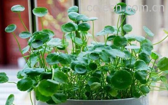 金钱草怎么养殖 金钱草的养殖方法技巧-0