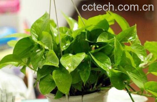绿萝怎么养 绿萝的养殖方法技巧-1