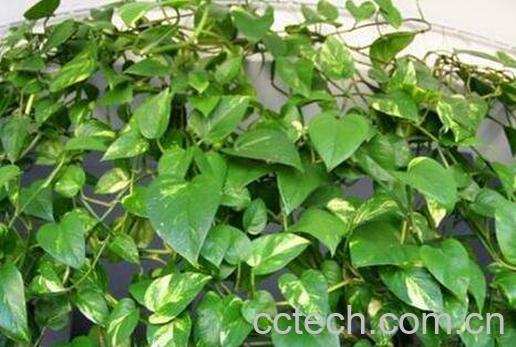 绿萝怎么养 绿萝的养殖方法技巧-0