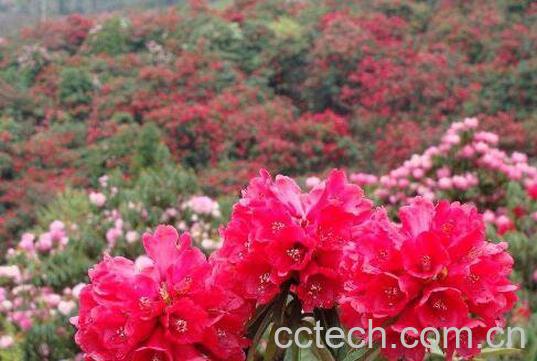杜鹃花怎么养 杜鹃花的养殖方法技巧-0