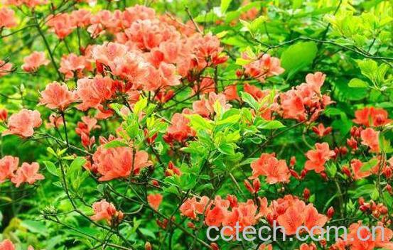 杜鹃花怎么养 杜鹃花的养殖方法技巧-1