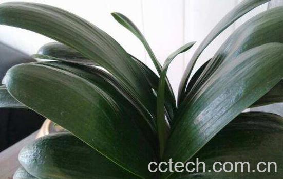 君子兰怎么养 君子兰的养殖方法技巧-0