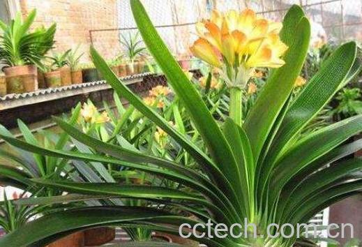 君子兰怎么养 君子兰的养殖方法技巧-1