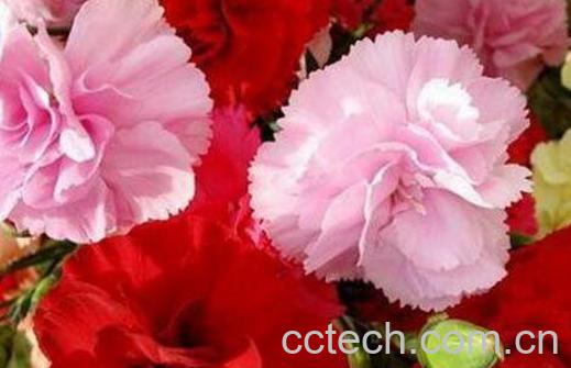 康乃馨怎么养 康乃馨的养殖方法技巧-0