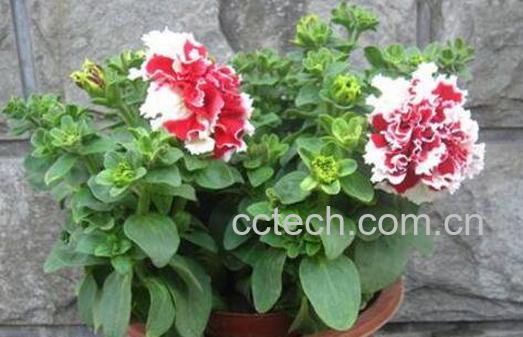 康乃馨怎么养 康乃馨的养殖方法技巧-1