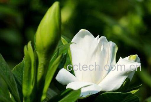 栀子花怎么养 栀子花的养殖方法技巧-1