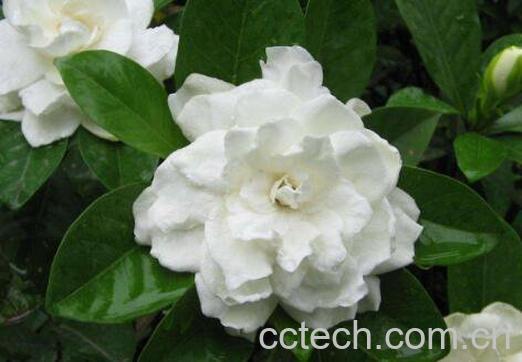 栀子花怎么养 栀子花的养殖方法技巧-0