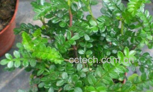 清香木怎么养 清香木的养殖方法和注意事项-1