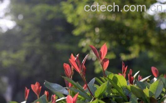 芒种花的功效与作用 芒种花怎么用-0