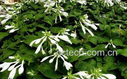 芒种花的功效与作用 芒种花怎么用-1