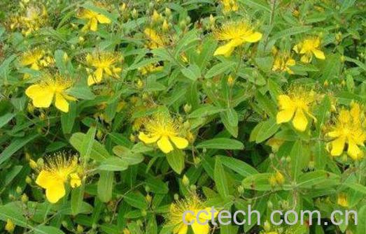 金丝桃和金丝梅的区别 金丝桃的功效-0